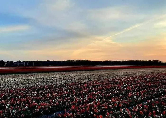 4t4 B * 埃赫蒙德·安登胡夫